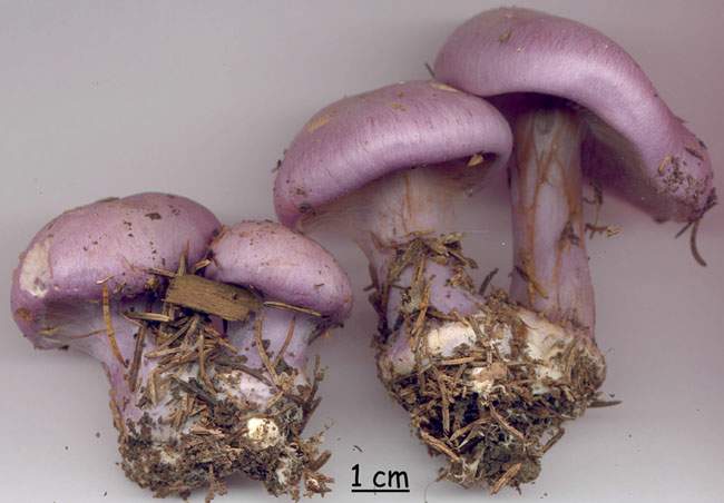 Cortinarius perpallens